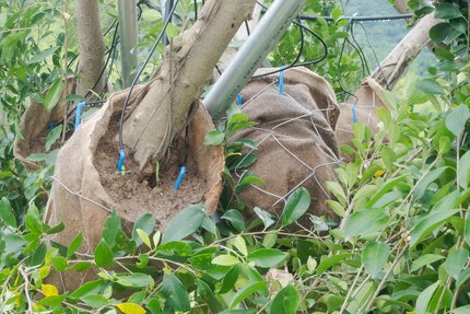 Drip irrigation system