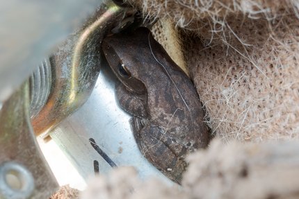 Tree frog hiding near a tree basket